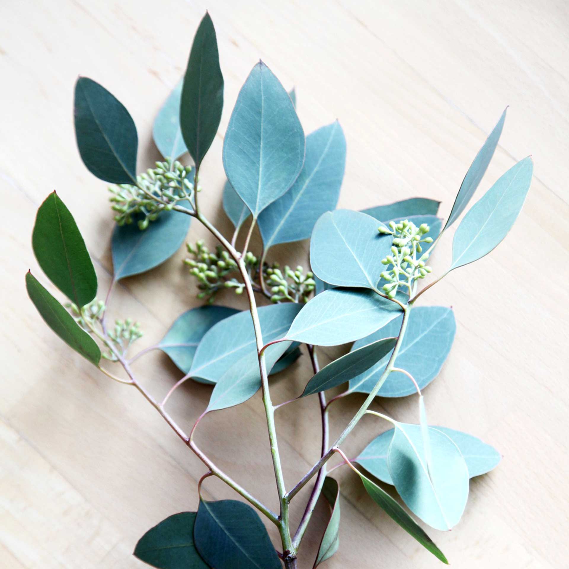 Eucalyptus